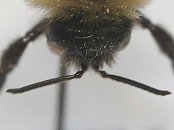 Close-up view of a bee's elbowed antennae bending at the joint