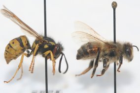 Side-by-side comparison of a pinned yellow jacket with brighter colors and hairless (left) with a pinned bumble bee with duller colors and covered in hair (right)
